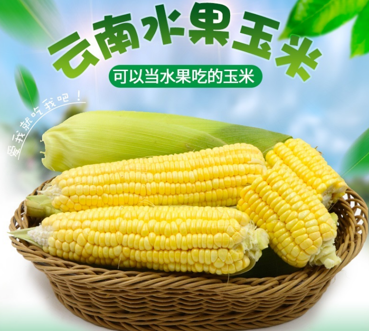 10元云南水果玉米5斤