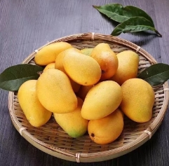 16.9元包邮！浙合优品正宗小台芒  5斤 单果70g-100g