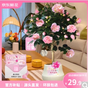 29.6元包邮！京东鲜花 四季香妃山茶花苗