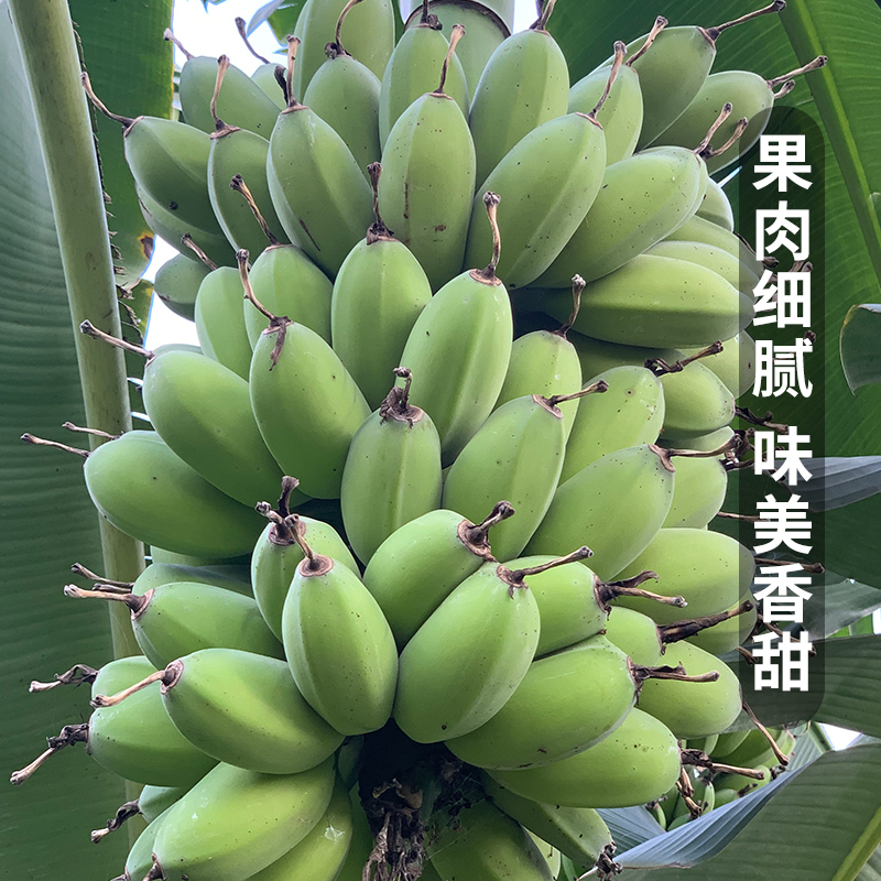 正宗苹果蕉香蕉新鲜5斤当季整箱水果自然熟