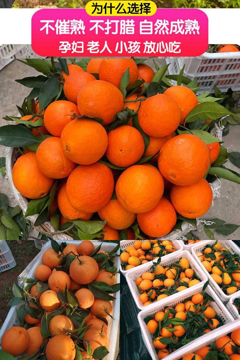 【大果5斤装脐橙】重庆奉节脐橙甜橙