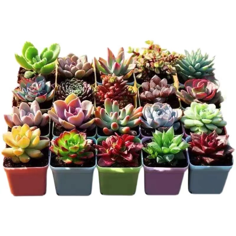 【可签到】多肉植物组合5颗