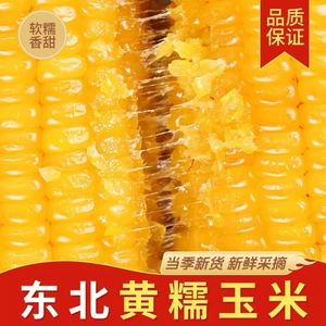 东北甜糯玉米10根黑土种植软糯香甜低脂黄糯当季新货东北黏玉米
