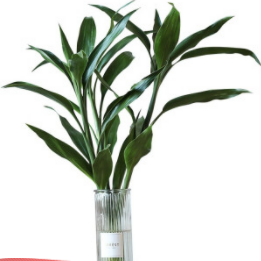 19.9元包邮！花加 绿植 富贵竹 10枝