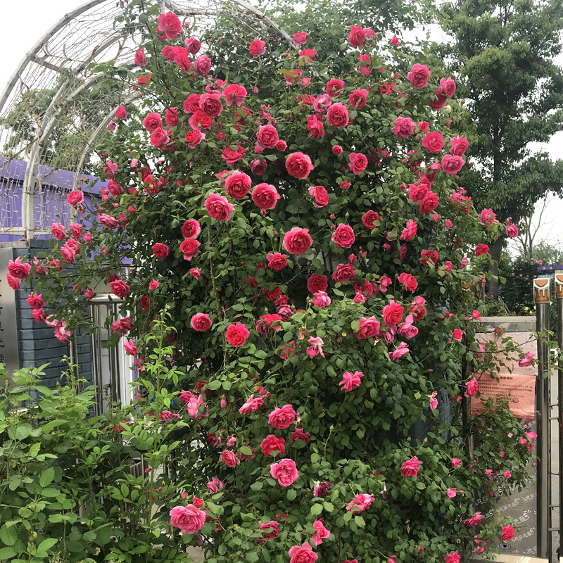 【稳定签到】果汁阳台四季花卉盆栽