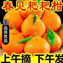14.65元包邮！四川春见耙耙柑 5斤（好评商家返2元）