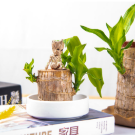 8.9元包邮！巴西格鲁特木  水培植物 单个巴西木