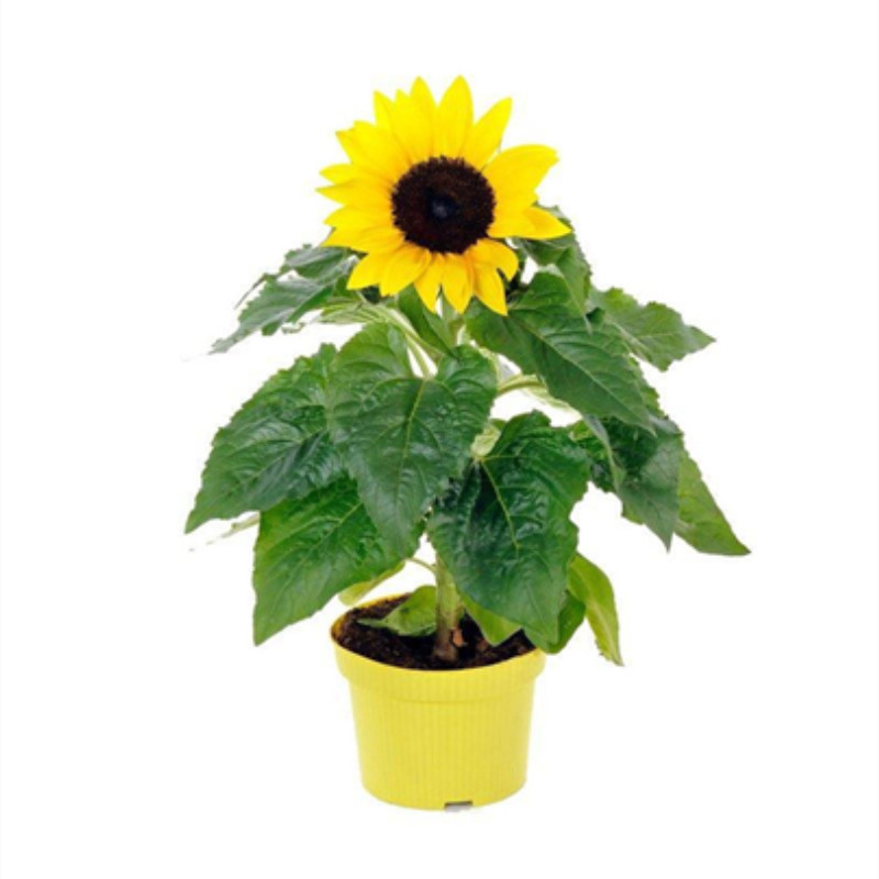 【签到送工具】向日葵种子50粒