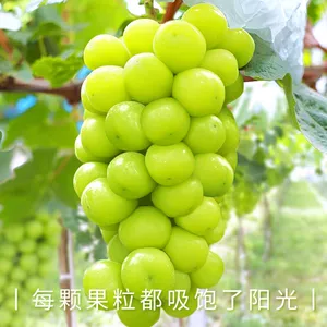 阳光玫瑰  湖北阳光玫瑰晴王葡萄无籽香印提子青提当季顺丰包邮