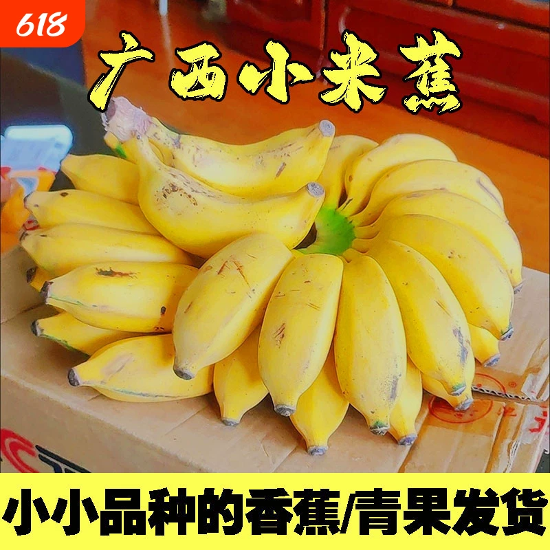 广西现摘小米蕉整箱装