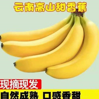 16.9元包邮！云南高山甜香蕉5斤