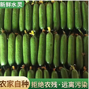 6.9元包邮！荷兰小花瓜3斤