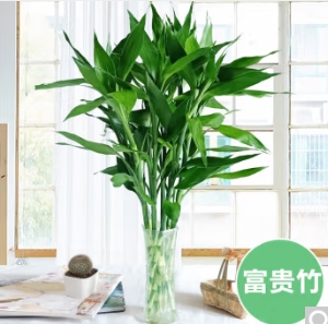 9.5元包邮！九月生富贵竹 水培植物 10根 60cm