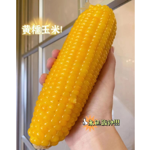 15.9元包邮！真空黄糯玉米 (单根220-300g)共10根（好评商家返3元）