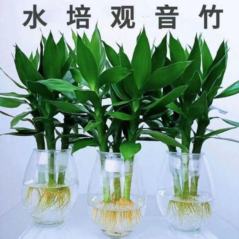 A级观音竹3棵+花边玻璃杯+营养液