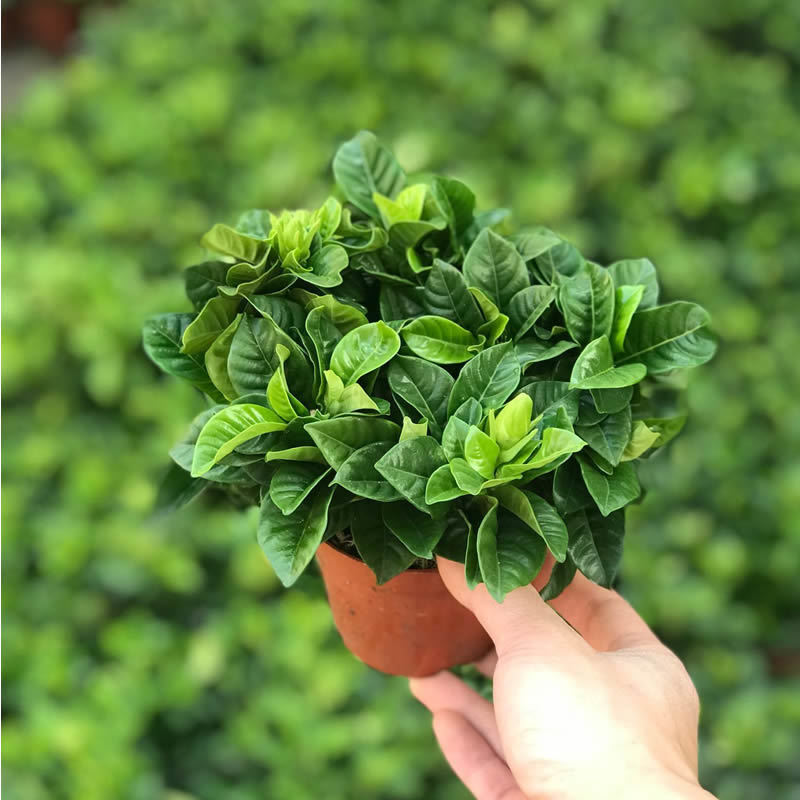 栀子花盆栽室内花卉绿植