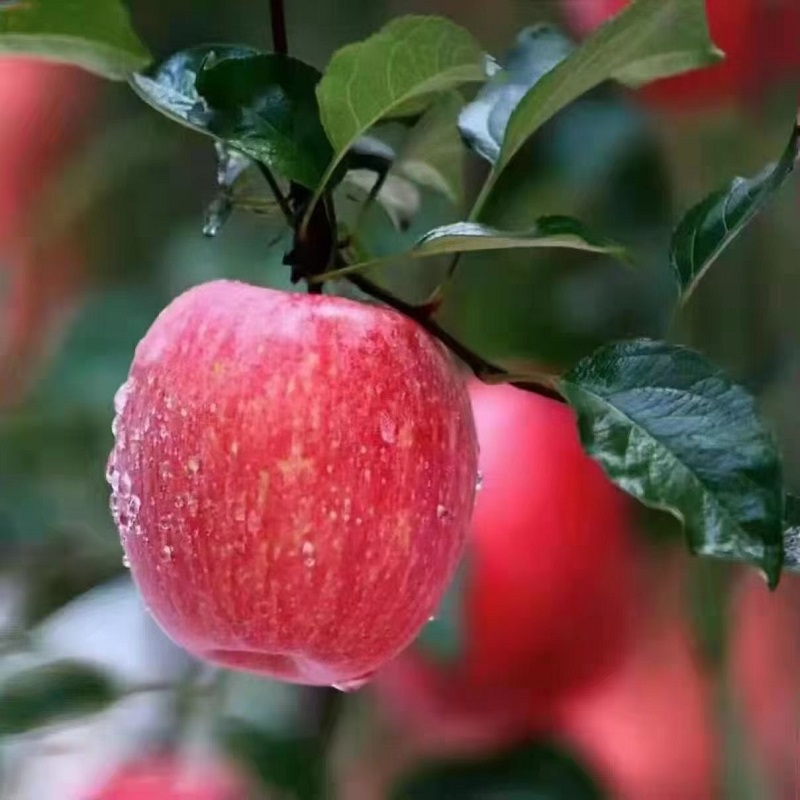 [果园现摘]整箱洛川冰糖心脆苹果4斤