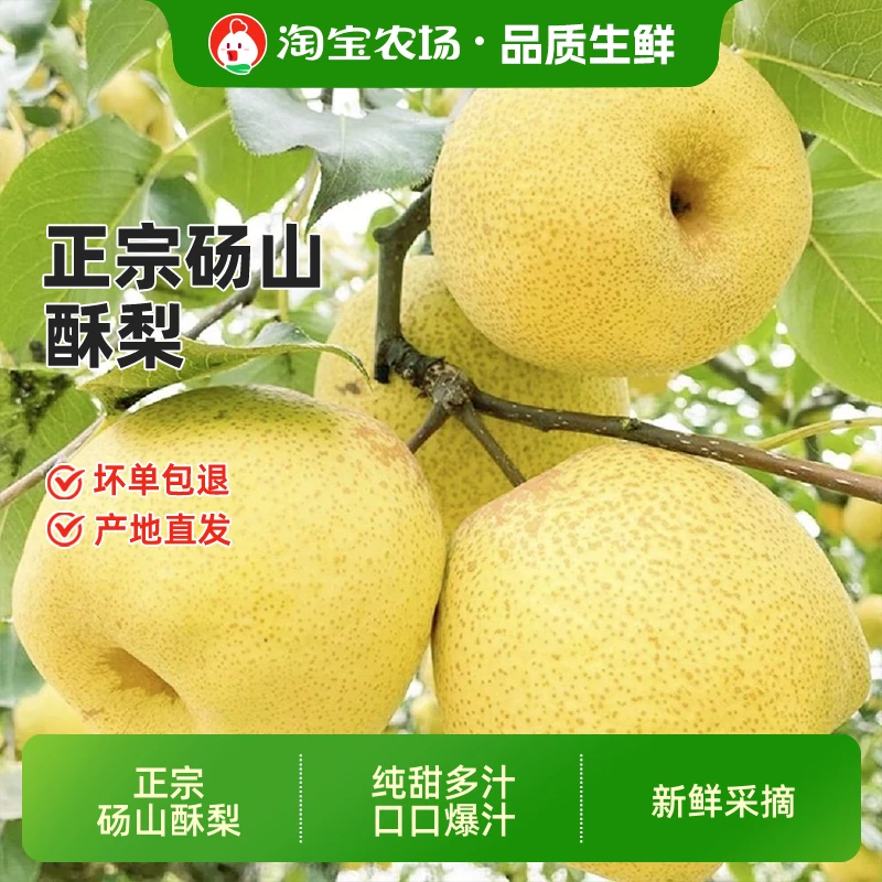 2026年新梨砀山酥梨黄皮梨子新鲜