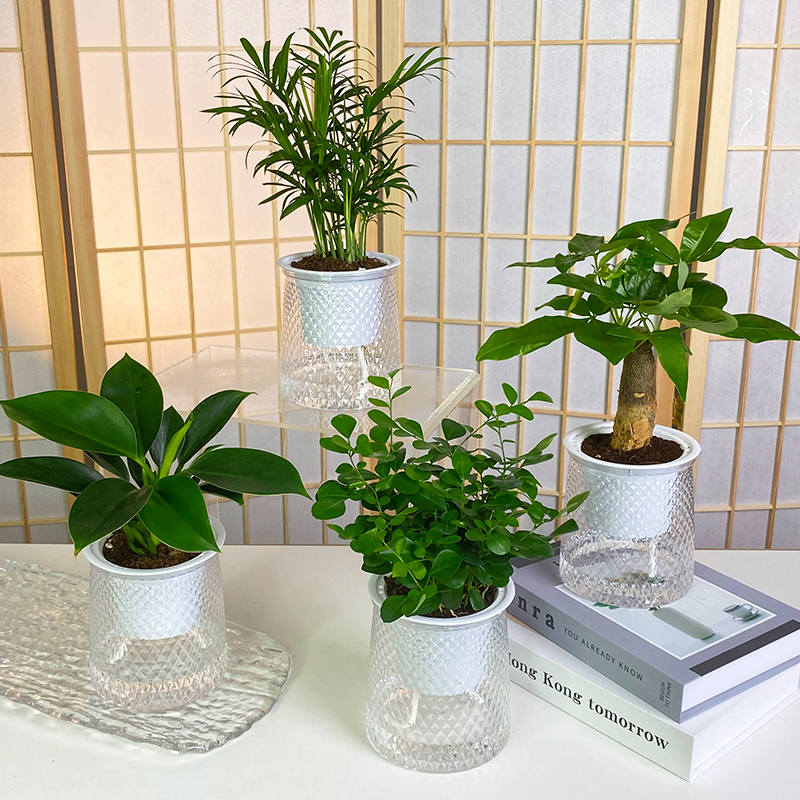 D音热销产品汇总20点档更新2024/02/06