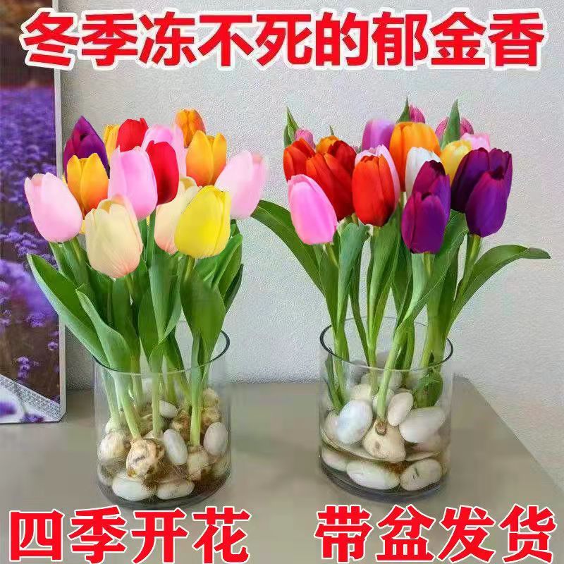 郁金香种球四季种植水培土培绿植盆栽