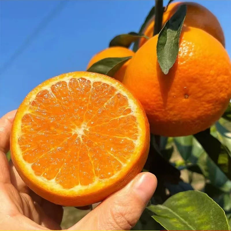 正宗云南爆甜沃柑水果新鲜应季当季橘子桔子