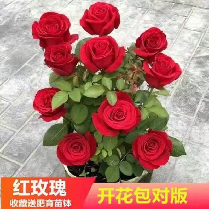 玫瑰花苗老桩四季开花大花月季浓香盆栽