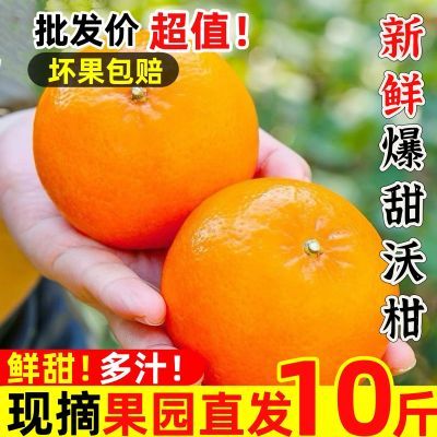 PDD热销产品汇总20点档更新2024/12/19