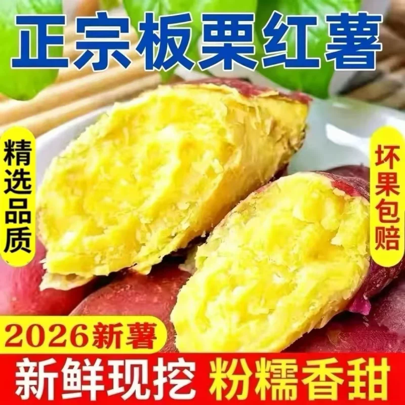 新鲜黄心板栗薯糖心红薯蜜番薯沙地烤地瓜农科院山芋当季香甜软糯