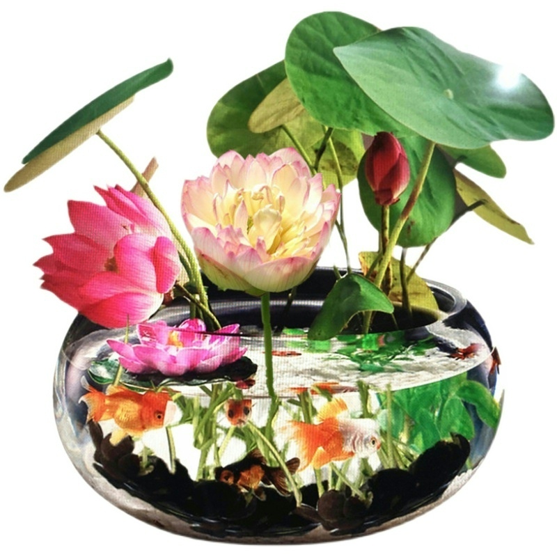 【稳定签到】四季播种碗莲种子