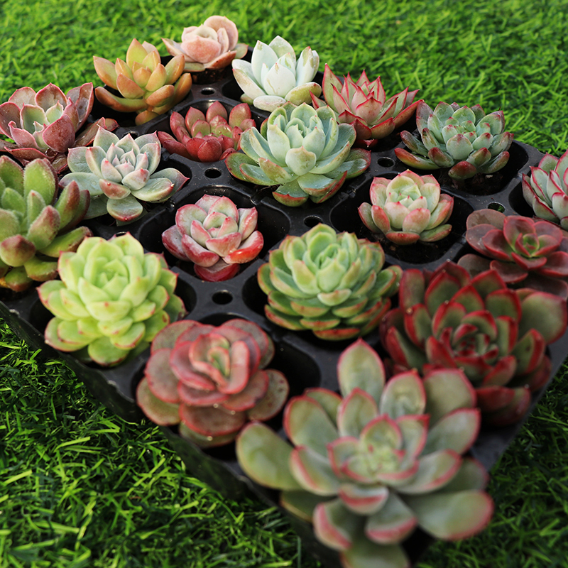 【10颗】多肉植物花盆套装组合盆栽绿植花