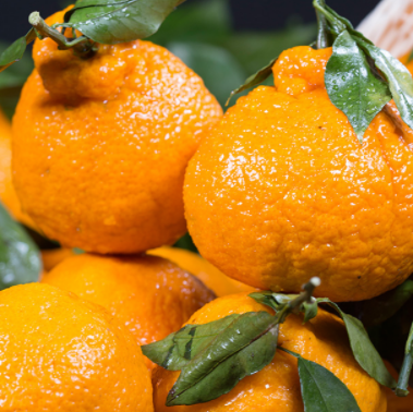 8.5元包邮！四川不知火丑橘子新鲜耙耙柑3斤