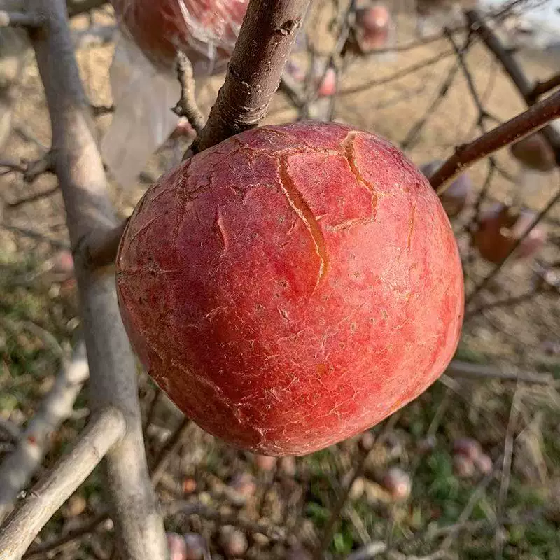 礼金+下拉16！正宗高山脆甜红富士苹果5斤