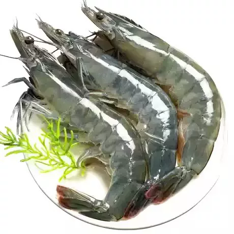 青岛大虾对虾2.8斤