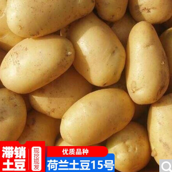 2.9元包邮！荷兰15号土豆3斤中果