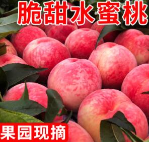 17.9元包邮！桃子新鲜现摘毛桃5斤 单果150g左右