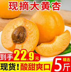 【预售】18.8元包邮！壹农壹果 山西大黄杏精选 5斤