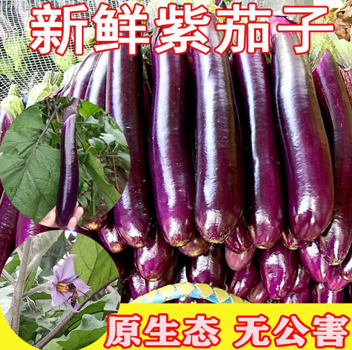 12.9元包邮！现摘紫茄子新鲜蔬菜 5斤