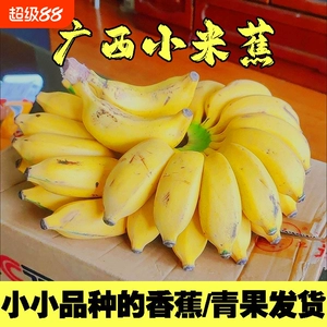 [精选]广西正宗小米蕉现摘新鲜小香蕉软糯香甜自然熟孕妇水果整箱