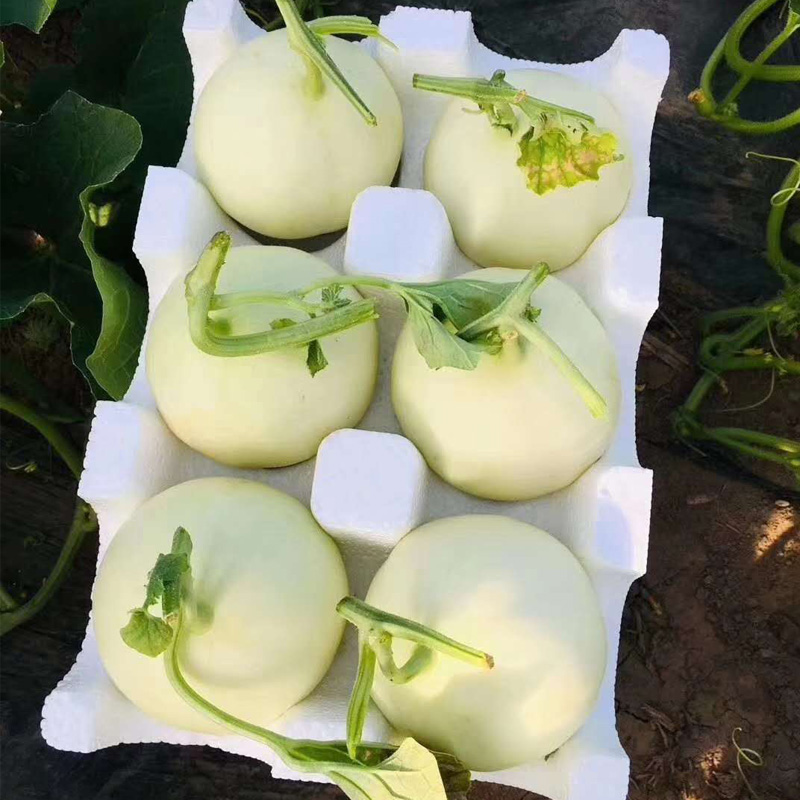 【已验货】5斤阎良玉茹香瓜甜瓜现摘