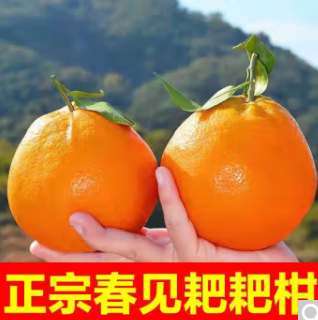 16.9元包邮！田良季 四川春见耙耙柑 5斤装（单果70-80mm）