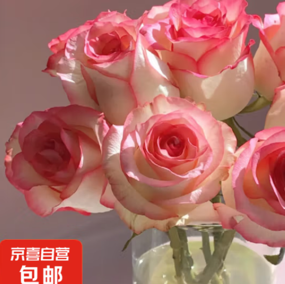 14.9元包邮！京东鲜花 鲜花玫瑰 16枝+送4枝（防损耗）