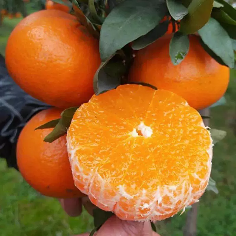 广西武鸣沃柑带箱4斤60-70mm）