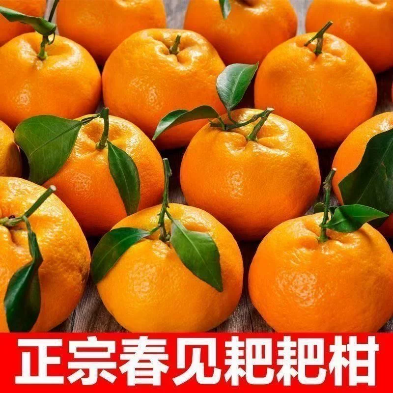 正宗眉山春见耙耙柑*4.5斤