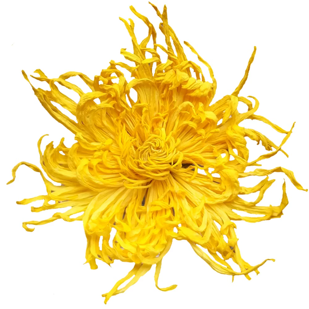 【徽春堂】金丝皇菊约50朵