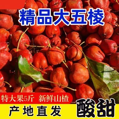 PDD热销产品汇总14点档更新2026/01/04