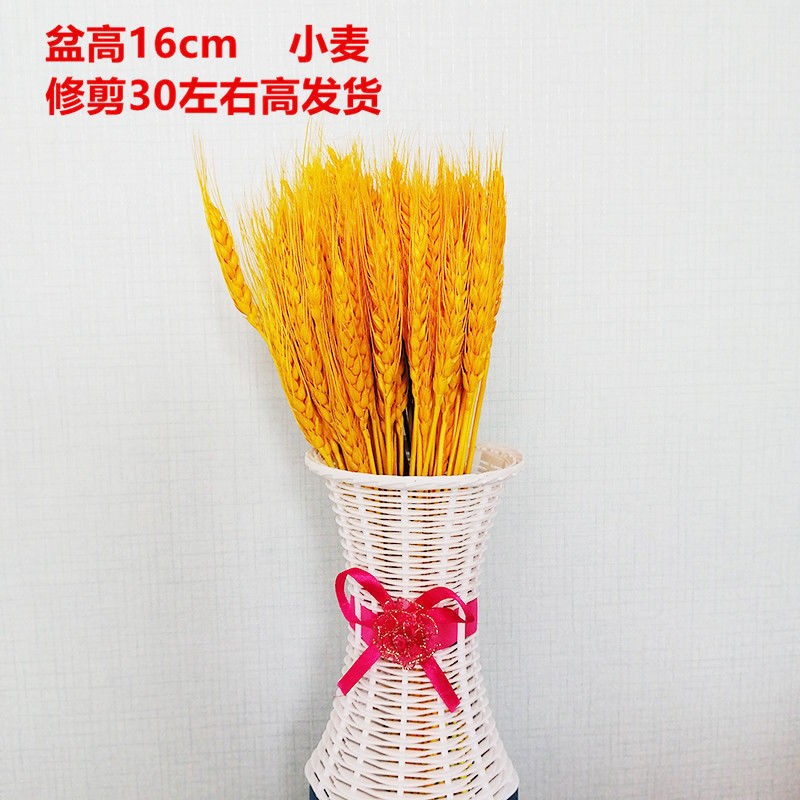 天然麦穗干花大麦花束100支+C盆【家庭套装】