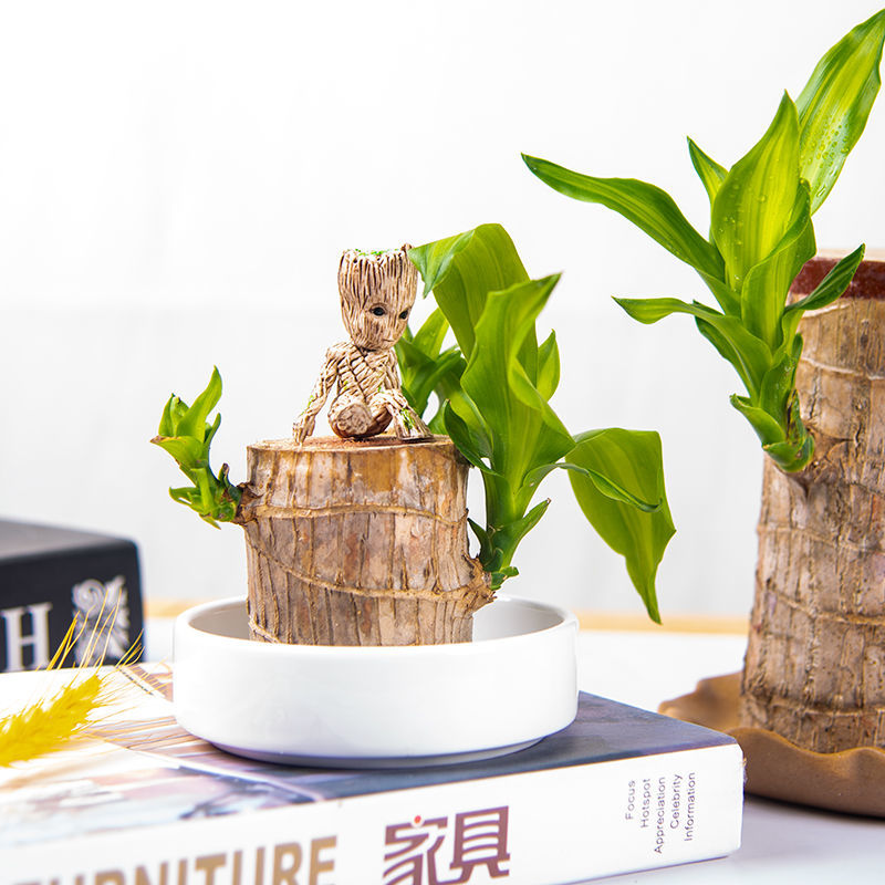水培植物巴西幸运木办公桌面盆栽