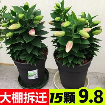 1.77元包邮！【耐寒花卉】百合花1颗+肥料