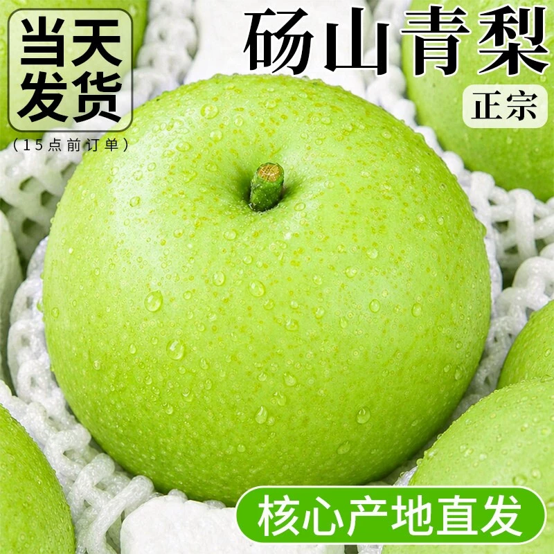 正宗砀山青梨新鲜水果皇冠梨当季青皮蜜梨整箱包邮现摘果子多汁