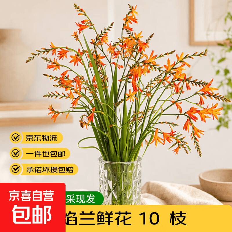 京喜鲜花火焰兰10枝仅需6.9元